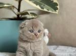 Scottish Fold Kittens Ready Now - Scottish Fold Kitten For Sale - 