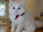Ragdoll Kittens Ready Now - Ragdoll Kitten For Sale - 