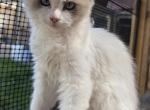 Kitten Rossy female pure Ragdoll - Ragdoll Kitten For Sale - Auburn&comma; WA&comma; US