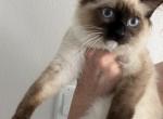 Lovely super active Soffy - Ragdoll Kitten For Sale - 