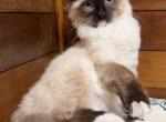 Lovely super active Soffy - Ragdoll Kitten For Sale - 