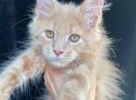 The litter Box Lounge - Maine Coon Kitten For Sale - Fleming Island&comma; FL&comma; US