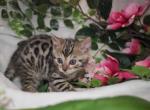LOOK Tiny Lap Leopards  Bengal kittens - Bengal Kitten For Sale - Davenport&comma; FL&comma; US