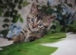 LOOK Tiny Lap Leopards  Bengal kittens - Bengal Kitten For Sale - Davenport&comma; FL&comma; US