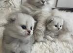 Britany - Scottish Fold Kitten For Sale - Inman&comma; SC&comma; US