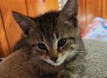 Mixed Colors - American Shorthair Kitten For Sale - Drums&comma; PA&comma; US