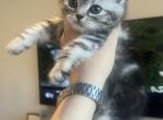 Lena - Scottish Straight Kitten For Sale - GA&comma; US