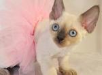 Agatha - Devon Rex Kitten For Sale - Norwalk&comma; CT&comma; US