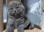 Blue Kittys - Scottish Fold Cat For Sale - Worcester&comma; MA&comma; US