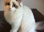 Jay - Ragdoll Kitten For Sale - 