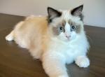 Samantha - Ragdoll Kitten For Sale - 