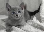 Russian Blue - Russian Blue Kitten For Sale - Louisville&comma; KY&comma; US