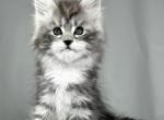 Maine coon - Maine Coon Kitten For Adoption - Daytona Beach&comma; FL&comma; US