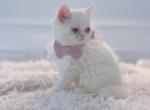 Zombie - Persian Kitten For Sale - Tampa&comma; FL&comma; US