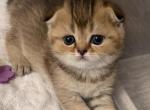 Luba - Scottish Fold Kitten For Sale - New York&comma; NY&comma; US