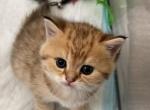 Roma - American Wirehair Kitten For Sale