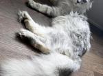 Hermes - Maine Coon Kitten For Sale - Belton&comma; TX&comma; US