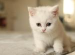 Tom - Scottish Straight Cat For Sale - New York&comma; NY&comma; US