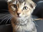 Teo - Scottish Fold Kitten For Sale - New York&comma; NY&comma; US
