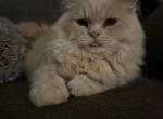 Cookie - Persian Cat For Adoption - Wickliffe&comma; OH&comma; US
