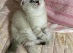 Lord - Scottish Fold Kitten For Sale - New York&comma; NY&comma; US