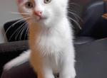 Gucci - Scottish Fold Kitten For Sale - New York&comma; NY&comma; US