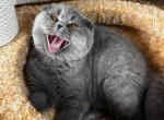 Felisia - Scottish Fold Kitten For Sale - New York&comma; NY&comma; US