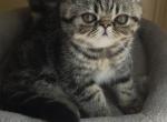 Charlie of CDS Exotics - Exotic Kitten For Sale - 