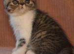 Bella of CDS EXOTICS - Exotic Kitten For Sale - Cadiz&comma; KY&comma; US