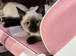 Seal point female - Siamese Kitten For Sale - Hampden&comma; MA&comma; US