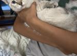 Lynx point - Siamese Kitten For Sale - Hampden&comma; MA&comma; US