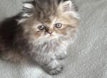 Golden brown tabby - Persian Kitten For Sale - Medway&comma; OH&comma; US