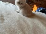 Cinnamon - Persian Kitten For Sale - Medway&comma; OH&comma; US