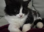 TEDDY - Domestic Kitten For Sale - Harwood Heights&comma; IL&comma; US