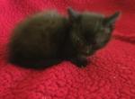 Mike - Munchkin Kitten For Sale - Joplin&comma; MO&comma; US
