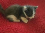 Buttons - Munchkin Kitten For Sale - Joplin&comma; MO&comma; US