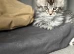 Mavrick - Maine Coon Kitten For Sale - Jacksonville&comma; FL&comma; US