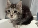 Brad - Maine Coon Cat For Sale - Jacksonville&comma; FL&comma; US