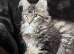 Peter Pan - Maine Coon Kitten For Sale - Millingport&comma; NC&comma; US