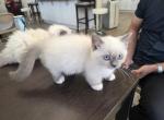 Snowball - Munchkin Kitten For Sale - 