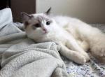 Yuki - Ragdoll Kitten For Sale - 