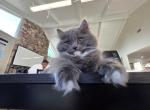 Balls - Ragamuffin Kitten For Sale - Anaheim&comma; CA&comma; US