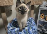 Handsome balinese boy kitten - Balinese Kitten For Sale - Deer Park&comma; IL&comma; US