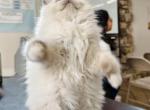 Snow - Ragamuffin Cat For Sale - 