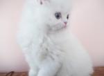 MAX - Persian Kitten For Sale - Blue Hill&comma; PA&comma; US