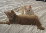 Maine Coons - Maine Coon Kitten For Sale - Ravenna&comma; OH&comma; US