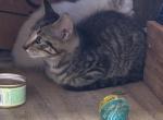 Caeser - American Shorthair Kitten For Adoption - Morristown&comma; IN&comma; US
