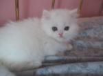 LLILY - Persian Kitten For Sale - 