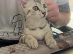 Stunning - Egyptian Mau Kitten For Sale - 