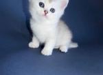 Elika silver shaded chinchilla british shorthair - British Shorthair Kitten For Sale - CA&comma; US